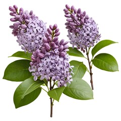 Lilac Flowers Branch Isolated on White Background