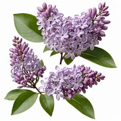 Lilac Blossoms, Purple Flowers, Spring Bouquet