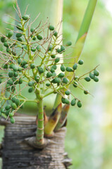 palm seed or Roystonea regia  or Cuban royal pal seed