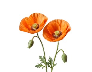 Obraz premium Two Orange Poppies Isolated on White