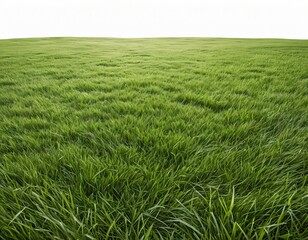 Fototapeta premium Lush Green Grass Field