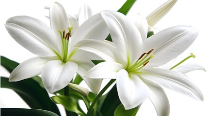 Fototapeta premium Stunning White Lilies Bouquet Closeup Photography