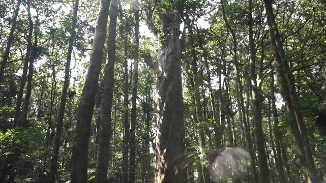 Trounson Kauri Park in Donnellys Crossing, New Zealand.	