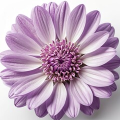 Lilac Osteospermum Flower Close-Up