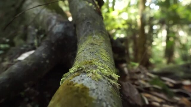 Trounson Kauri Park in Donnellys Crossing, New Zealand.	