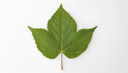 Fototapeta premium Single Green Leaf on White Background
