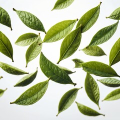 Obraz premium Green Leaves Falling on White Background