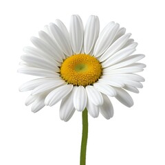 Single White Daisy Flower Isolated on White Background