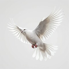 Obraz premium White Dove in Flight
