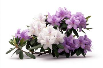 Obraz premium Isolated tree with vibrant rhododendron bush in purple and white on a white background nature scene close-up view botanical beauty for optimal seo impact
