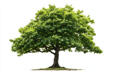 Isolated young oak tree with deep green leaves on a white background nature photo standard viewpoint captivating concept of resilience and growth