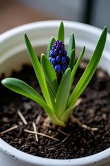 Obraz premium there is a small purple flower in a pot on the ground