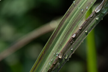 Close-up of green grass with water drops after a rain in the morning
