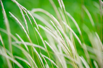 Soft Green Background with Delicate White Grass Blades in Focus