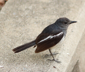 The magpie is a native bird of Thailand. It likes to sing in the morning, which makes you wake up because of it. It is never afraid of anything.