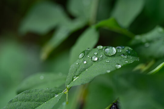 Close-up of green grass with water drops after a rain in the morning
