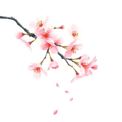 Cherry blossoms falling from a branch: a delicate illustration