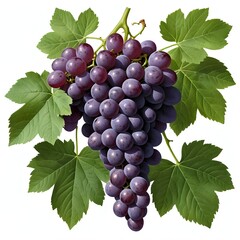 Obraz premium Ripe Red Grapes on the Vine