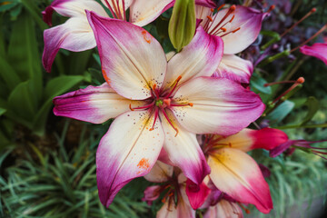 Beautiful Red Amaryllis flowers.