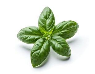 Fototapeta premium Fresh Green Basil Sprig Isolated on White