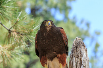 North America, United States, Oregon, Eastern Oregon, Bend. Harris's hawk (Parabuteo unicinctus). Captive.