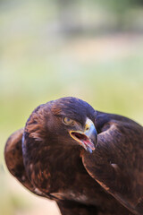 North America, United States, Oregon, Eastern Oregon, Bend. Golden Eagle (Aquila chrysaetos). Captive.