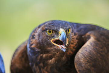 North America, United States, Oregon, Eastern Oregon, Bend. Golden Eagle (Aquila chrysaetos). Captive.