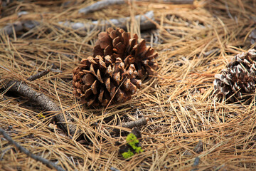 North America, United States, Oregon, Eastern Oregon, Cascade Lakes Highway, Cascade Mountains, Deschutes National Forest, Pine cone.  Strobilus, strobili,  Pinophyta (conifers).
