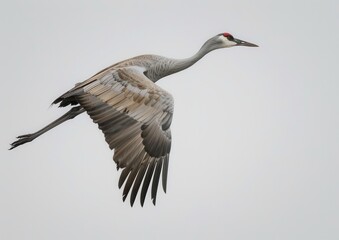 Obraz premium Majestic crane gracefully soars through the overcast sky.
