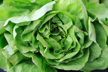 North America, United States, Oregon, Central Oregon. The Bend Farmers Market. Butter lettuce leaves.