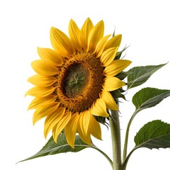 Single Sunflower on White Background