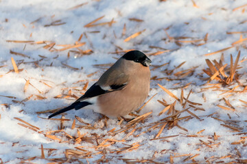 A bullfinch (female) feeds on ash seeds in a winter park.