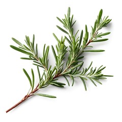 Fototapeta premium Fresh Rosemary Sprig Isolated on White