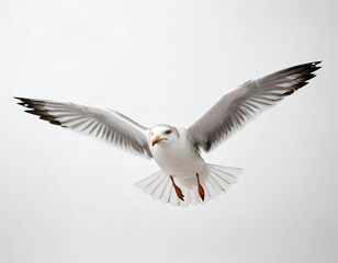 Seagull in Flight Against White Sky
