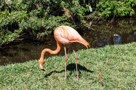 Closeup of a flamingo eating near a pond