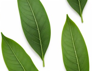 Obraz premium Lush Green Leaves on White Background