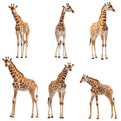 Obraz premium The image is a series of six giraffes standing in a row