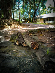 Mossy Log in Rural Setting: Natural Decay with Canker and Algae