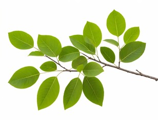 Green Branch with Lush Leaves Isolated on White