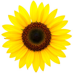 Naklejka premium Sunflower blooming against a white background