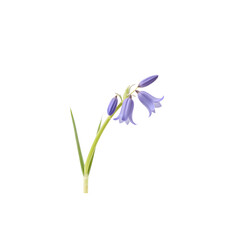 Fototapeta premium Single bluebell flower on white background