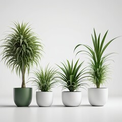Fototapeta premium Four Houseplants in Modern Pots on White Background