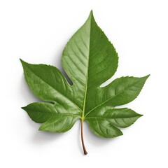 Obraz premium Single Green Leaf Isolated on White