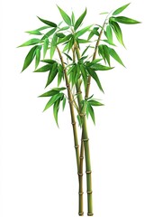 Fototapeta premium Vibrant Green Bamboo Plants Isolated on White