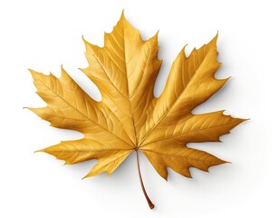 Single Golden Autumn Maple Leaf Isolated on White