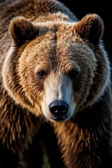 Fototapeta premium there is a brown bear that is standing in the grass