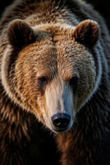 Fototapeta premium there is a brown bear that is looking at the camera