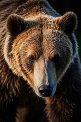 Fototapeta premium there is a brown bear that is looking at the camera