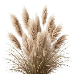 Fototapeta premium Beige Pampas Grass Bouquet on White Background