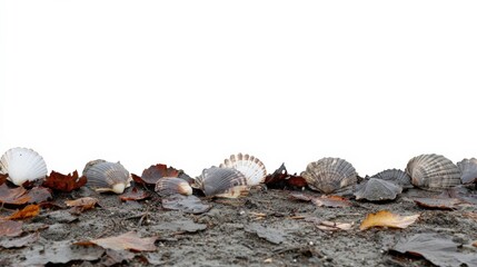 Isolated Seashells Scattered on the Shore